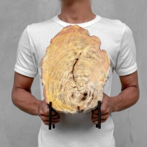 Handcrafted Slice of Petrified Wood on Custom Stand (Large)