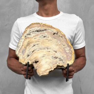 Handcrafted Slice of Petrified Wood on a Custom Stand