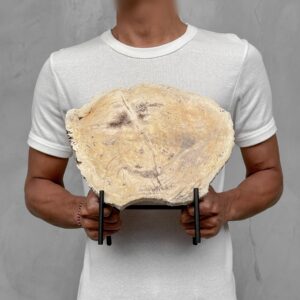 Handcrafted Indonesian Petrified Wood on Custom Stand