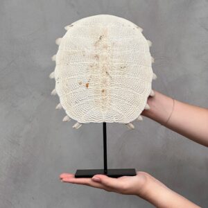 Handcrafted Chinese Soft-Shell Turtle Carapace on Custom Stand