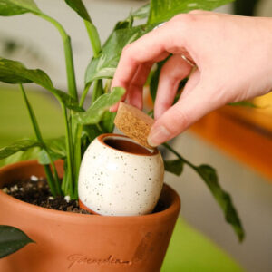 Pepin - Limited Edition Olla in Tiger by Camille Gressier